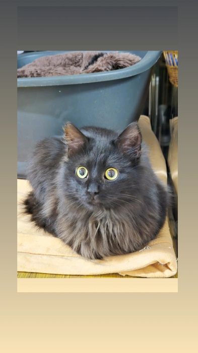 Отдам чёрного пушистого кота породы турецкая ангора,  3 года