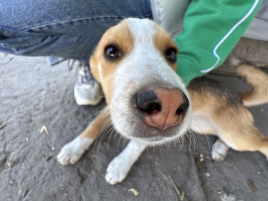 Цуценя, дівчинка активна