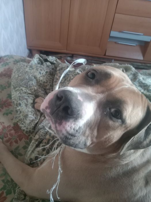 Стаф тер'єр чистокровний