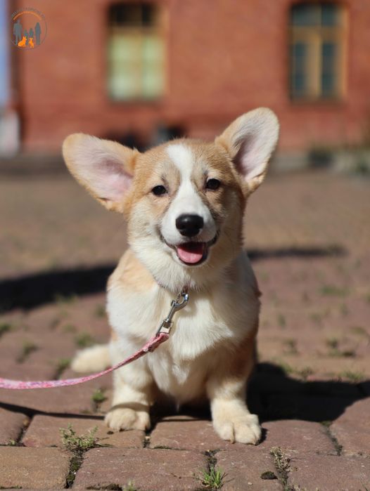 Welsh Corgi Pembroke ZKwP FCI po Championie , badania na chor. gen