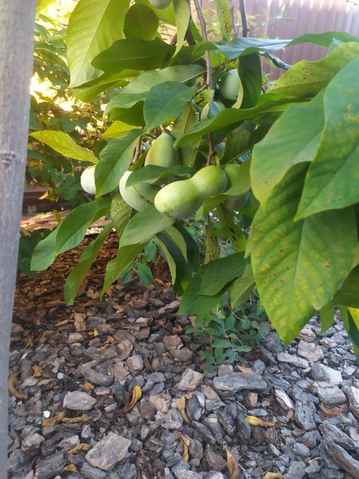 Насіння Азиміни