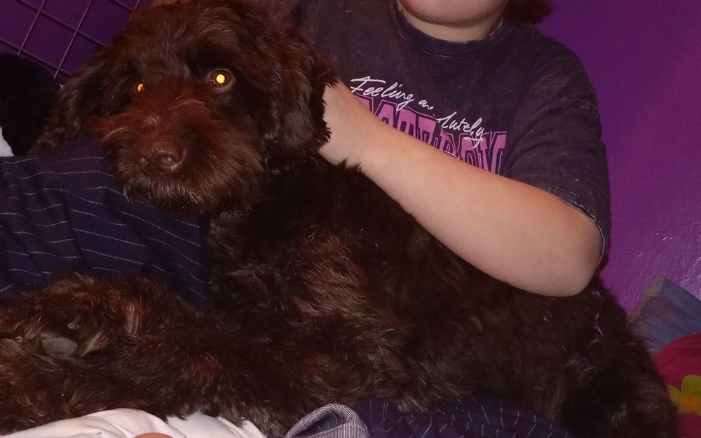 Oddam wyżła niemieckiego