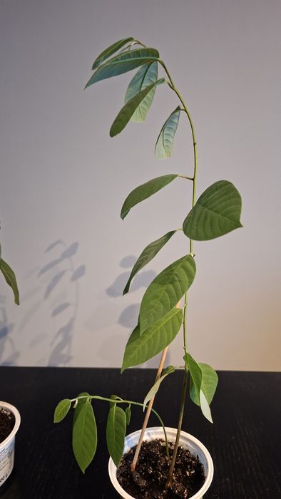 Cherimoya, flaszowiec peruwiański, budyniowiec, rośliny 7 miesieczne