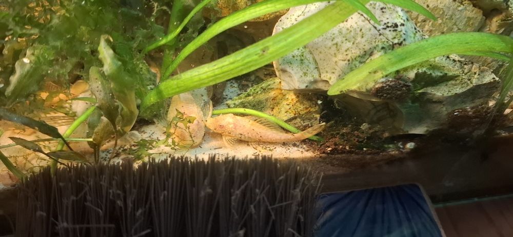 Анциструс гуппі та креветка