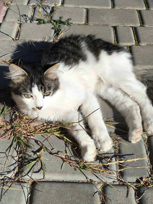 Котики в пошуку дому!