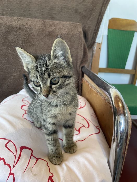 Котята бесплатно