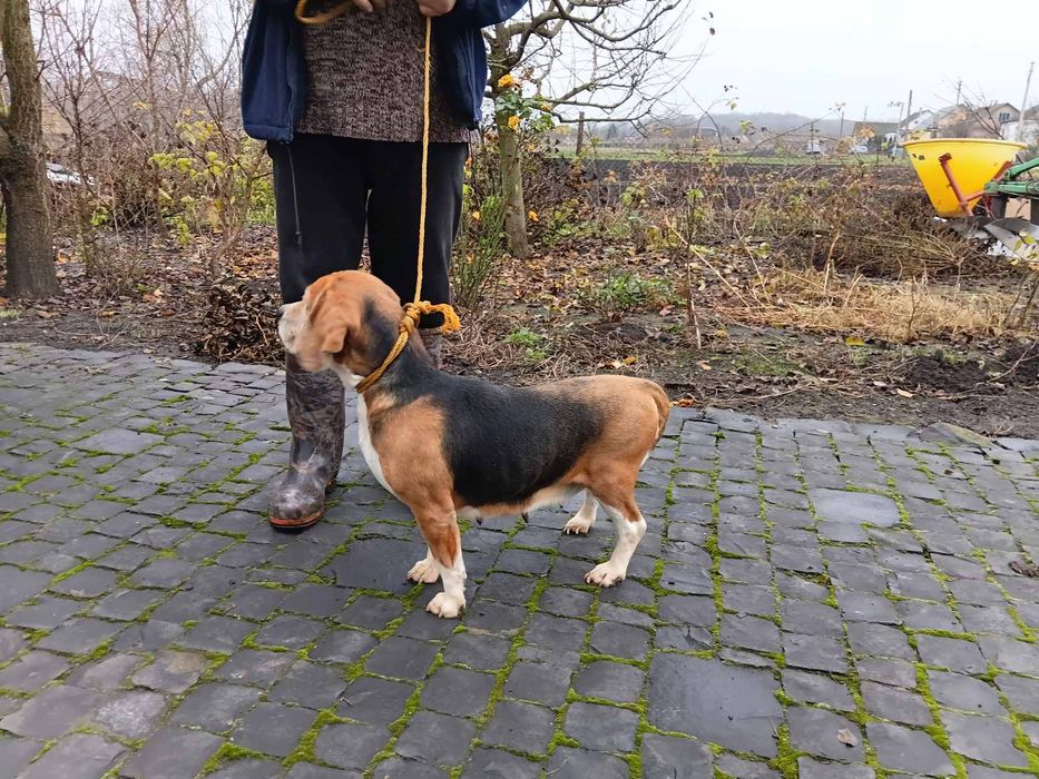 Естонська гонча 4 роки