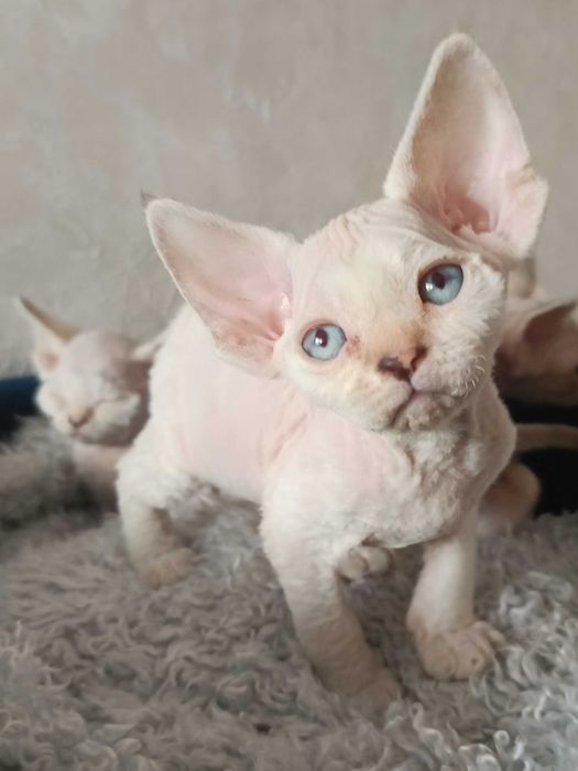 Koteczka Devon Rex (szylkretowy pręgowany point)