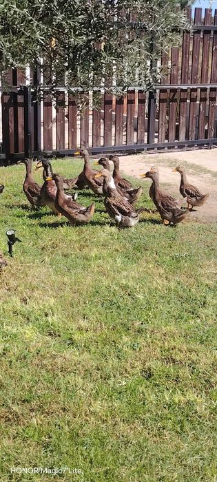 Patos rouen quase adultos