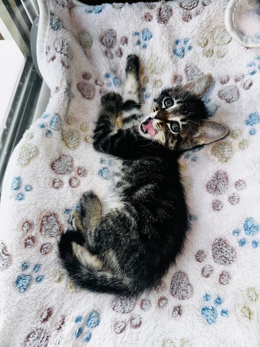 Gatinho bebé para adotar