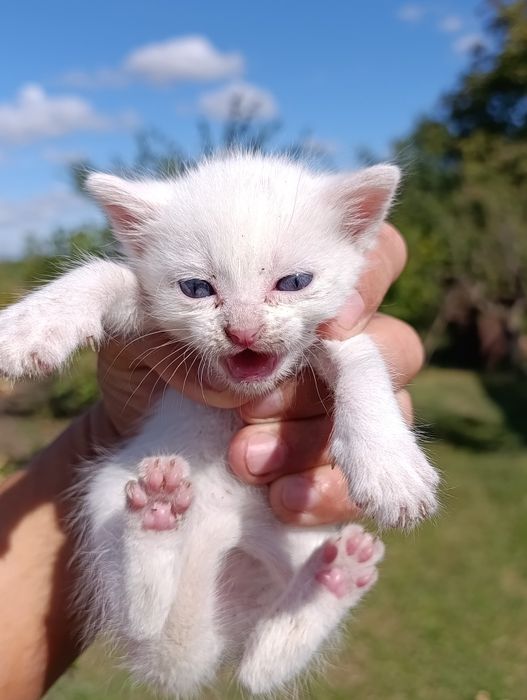 котята в хорошие руки