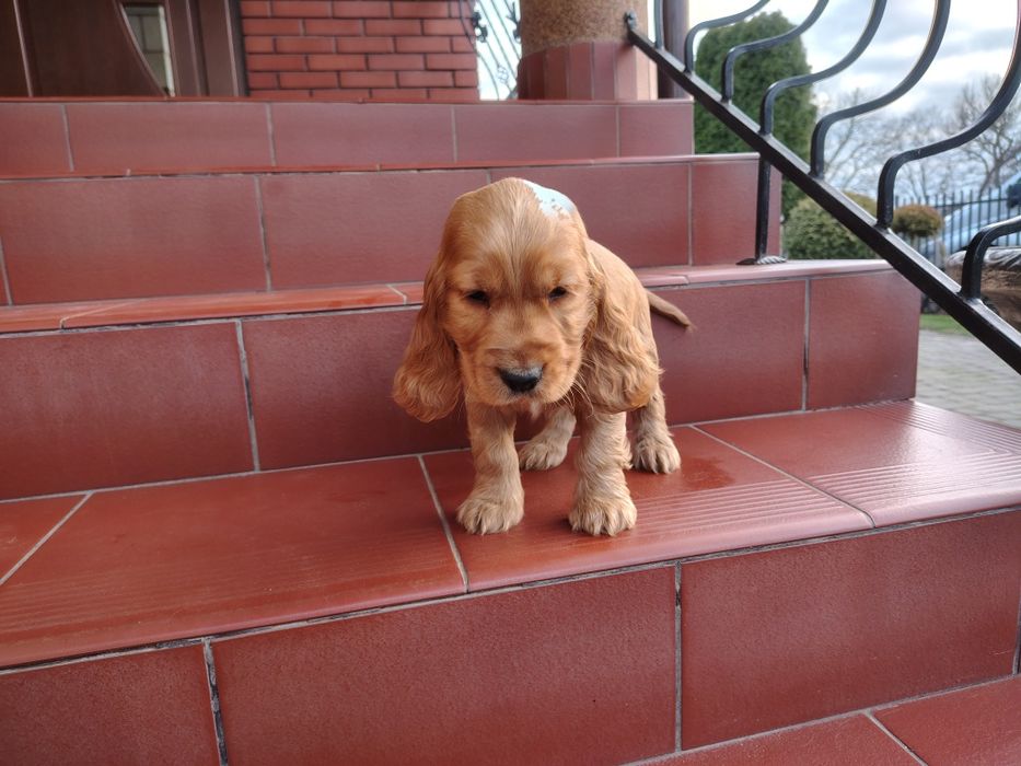 Cocker Spaniel piesek
