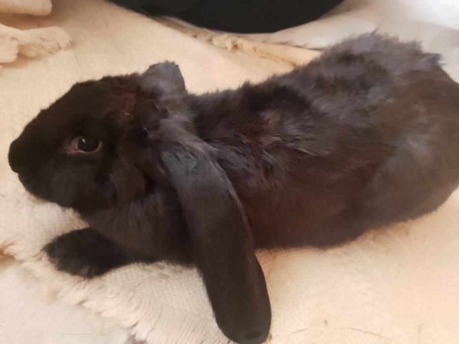 Sprzedam królka belgijskiego