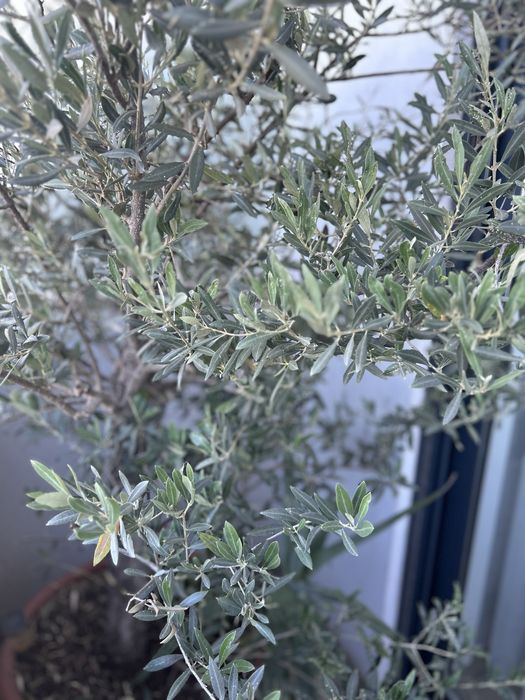 Vendo Oliveira 190cm