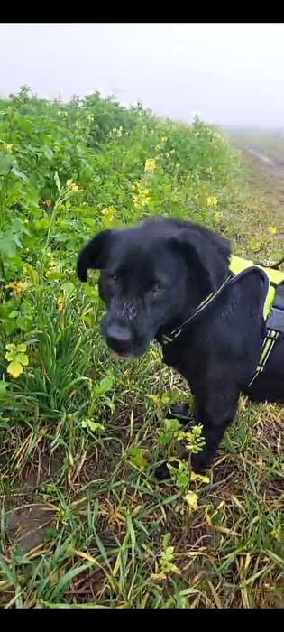 Megi polecam się do adopcji Schronisko Nadzieja Napierki