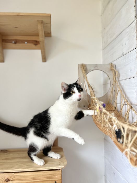 NEMO - miziasty kocurek czeka na dom