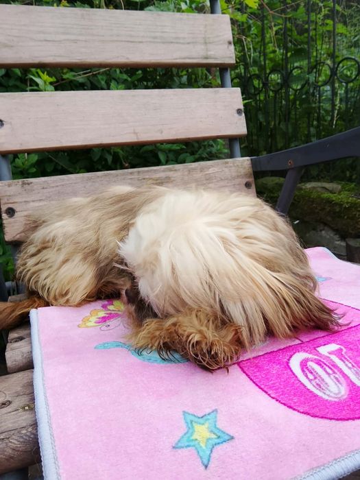 Gaga mini sunia shih tzu / domowa hodowla