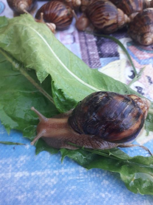 Большие улитки ахатинов распродажа