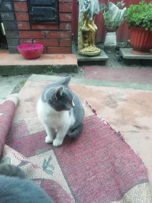 Котики в добрі руки