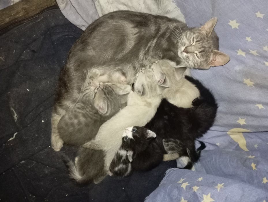 Отдам маленьких котят даром