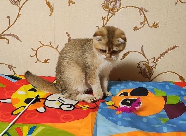 Золота шиншила - висловуха дівчинка