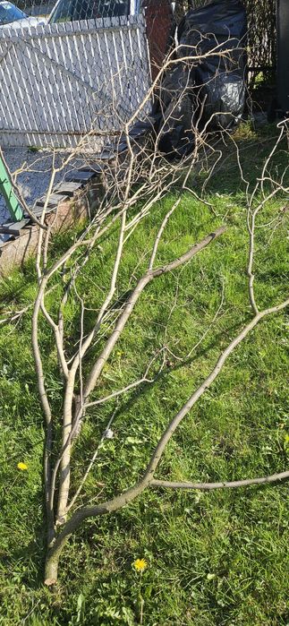 Oddam za darmo drzewo z wycinki