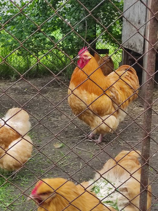 Продам інкубаційні яйця породи орпінтон.