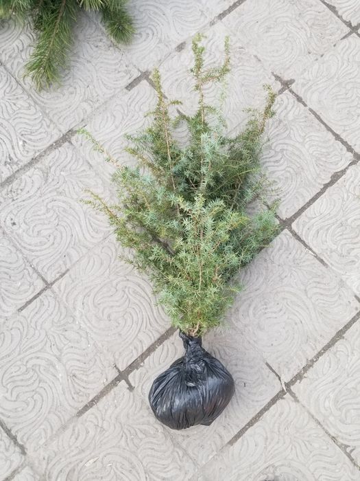 Сосна звичайна саджанці