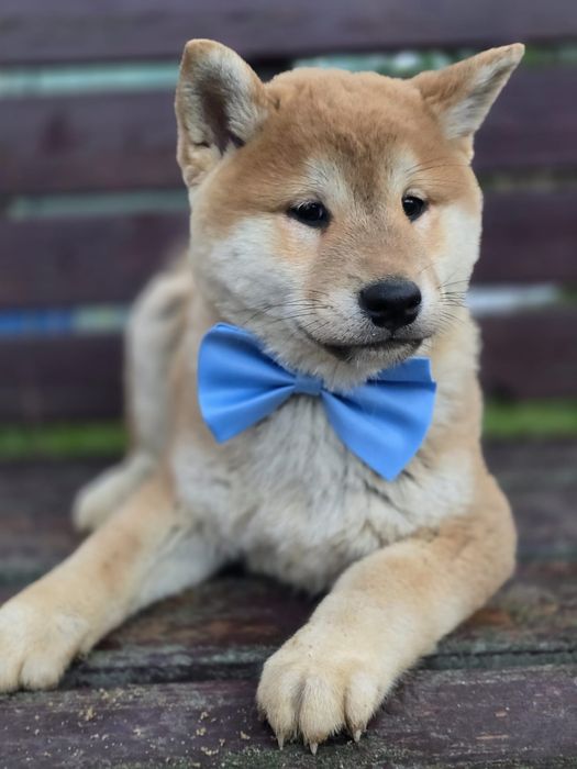 SHIBA INU piesek metryka chip do odbioru gotowy szczeniaki