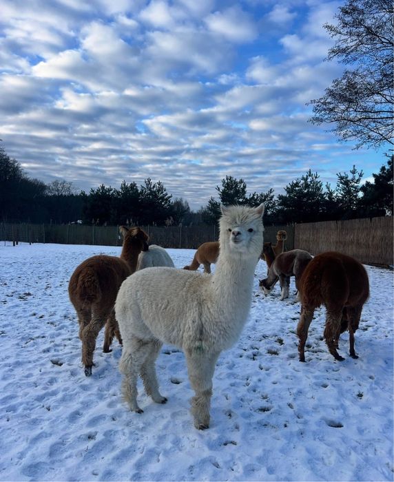 Alpaka samice samica alpaki