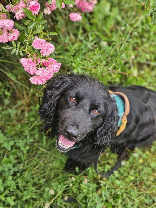 Bambo - czarny spanielek. Adopcja !