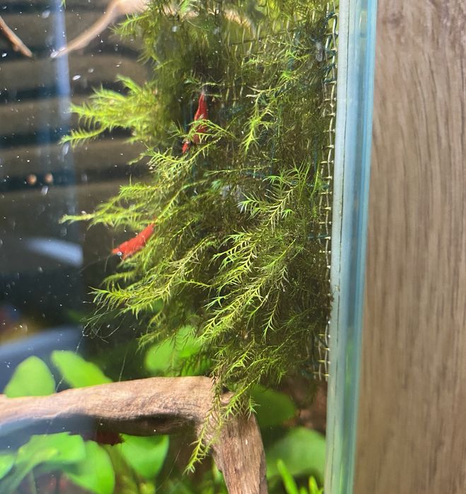 Phoenix moss mech na kratce 6,5x6,5 cm