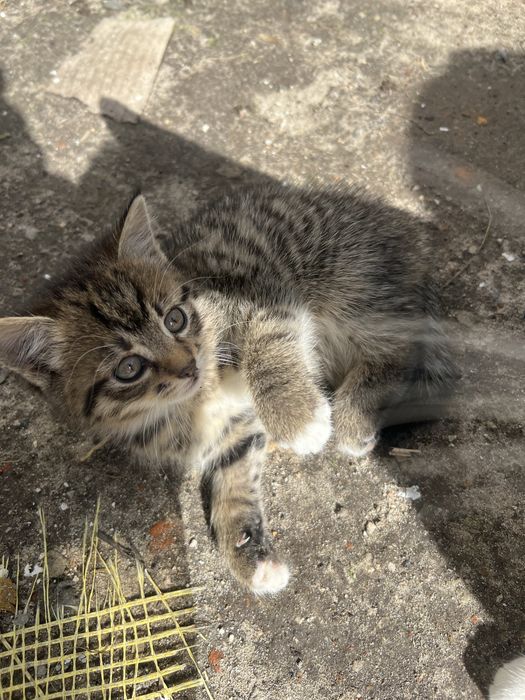 Котики в добрі руки різні