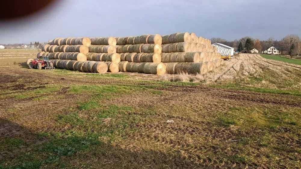 Sprzedam słomę pszenną belki 160 cm