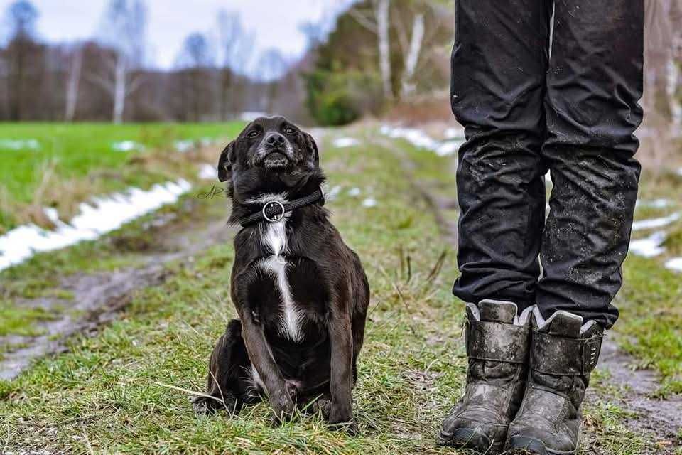 Ok. 5 letni pies Taco, dogaduje się z innymi psami