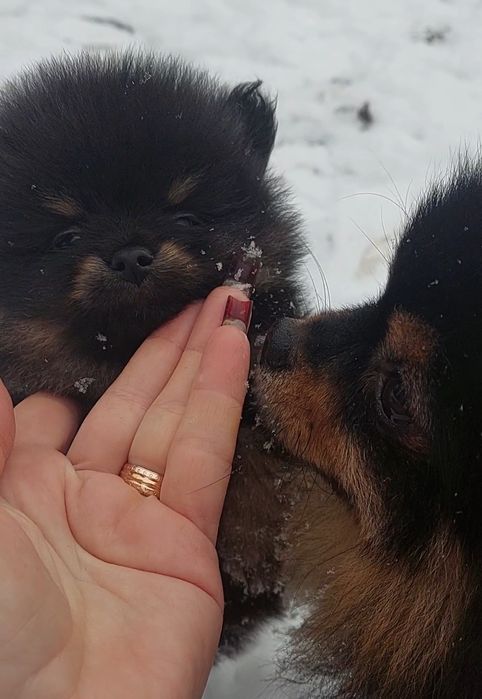 Мини мальчик померанчик