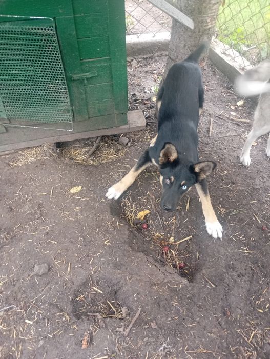 Віддам песика в добрі руки.
