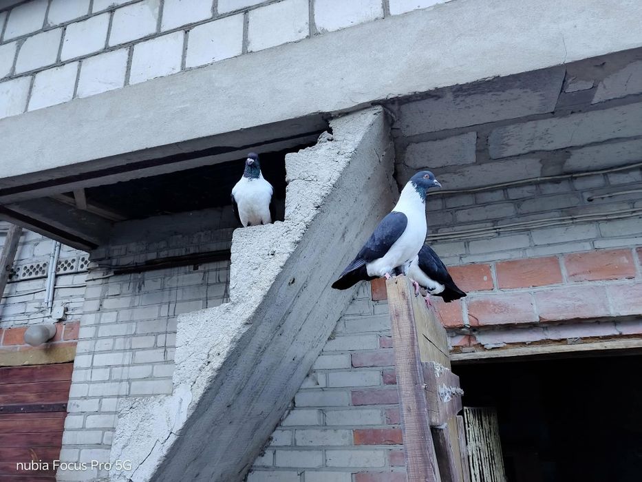 Gołębie rasy strasery.