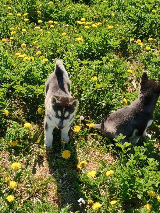Siberian Husky piesek
