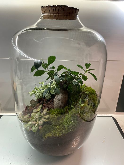 Terrario vidrio plantas naturaes