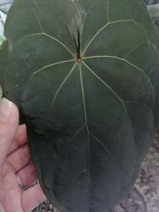 Антуриум papillilaminum, AOS&Dressleri, кларинервиум