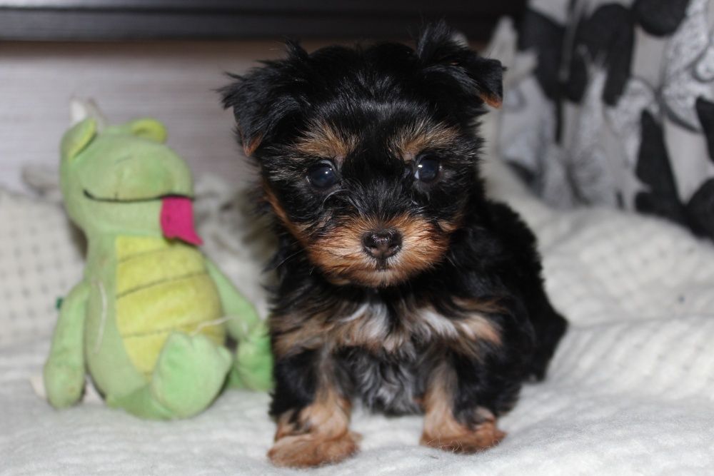 Милые щеночки Йорка