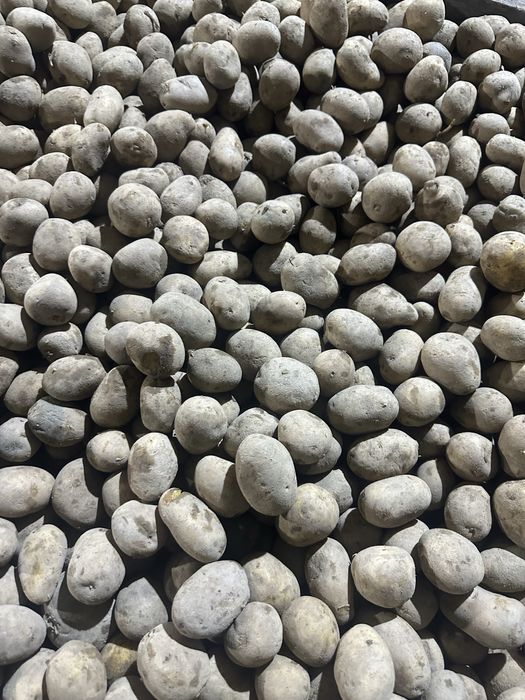 Sprzedam ziemniaki wielkosci  sadzeniaka