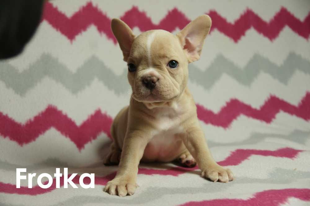 Buldog francuski na sprzedaż - SUCZKA
