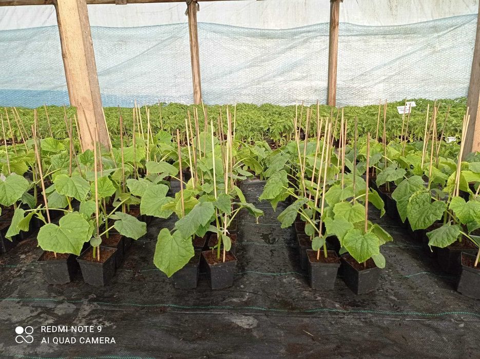 Rozsady warzyw - pomidor, papryka, ogórek, sałata,cebula, por, seler..