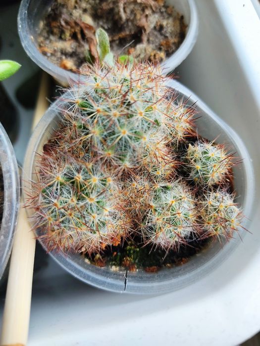 Красула рупестріс (наскальна) , Crassula rupestris сукулент