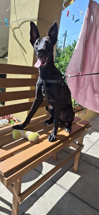 Nina, cadela de 8 meses para adoção