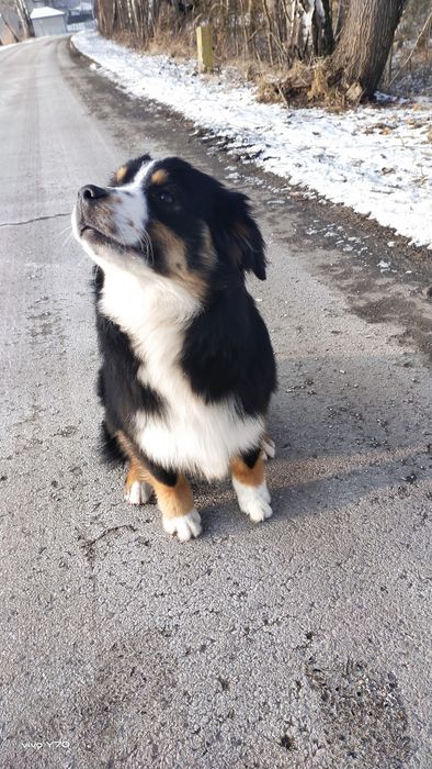 Amerykanski Owczarek Miniaturowy