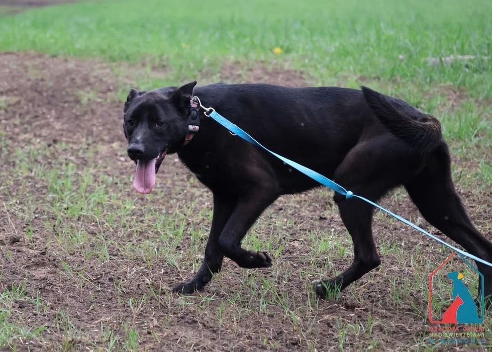 Sila 234/24 - SZUKA DOMU!