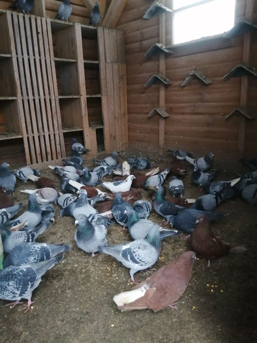 Sprzedam gołębie pocztowe i orliki